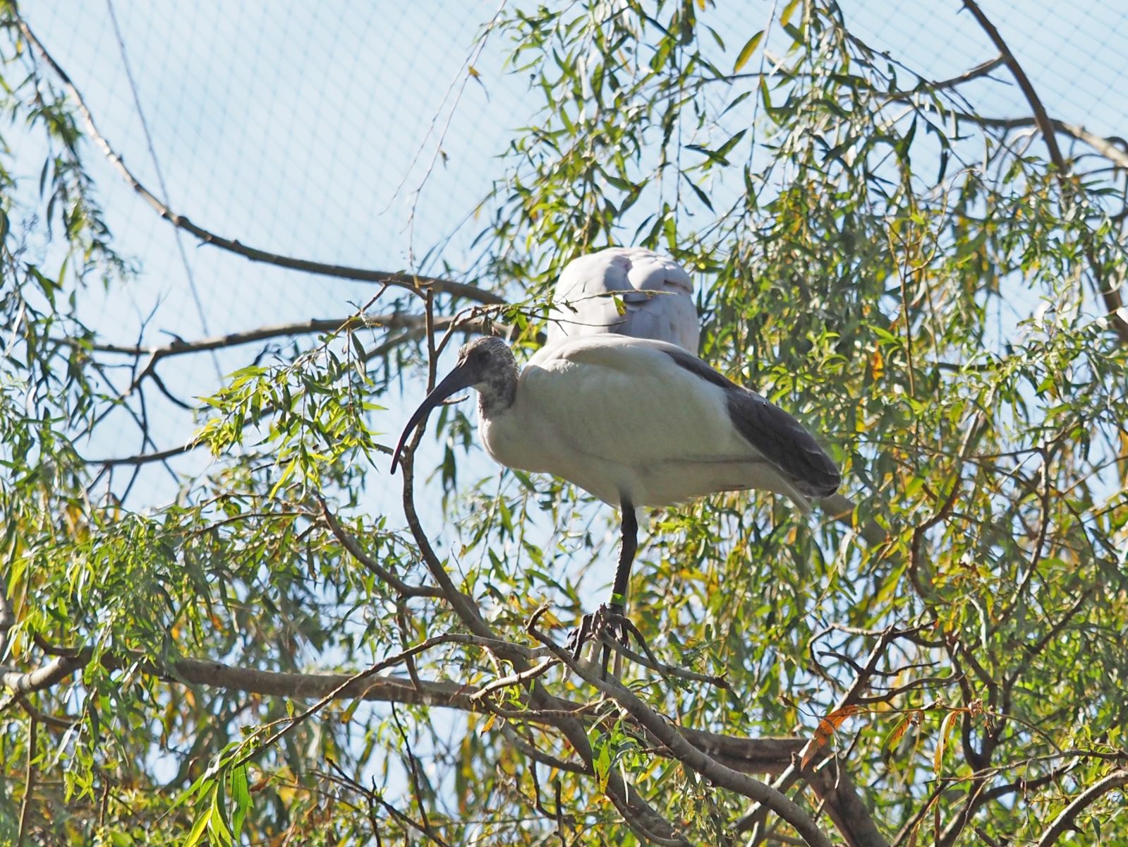 1740514355Bild 139 Ibis.JPG